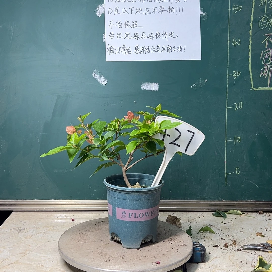 完全开放橙粉公主 小坨坨 427