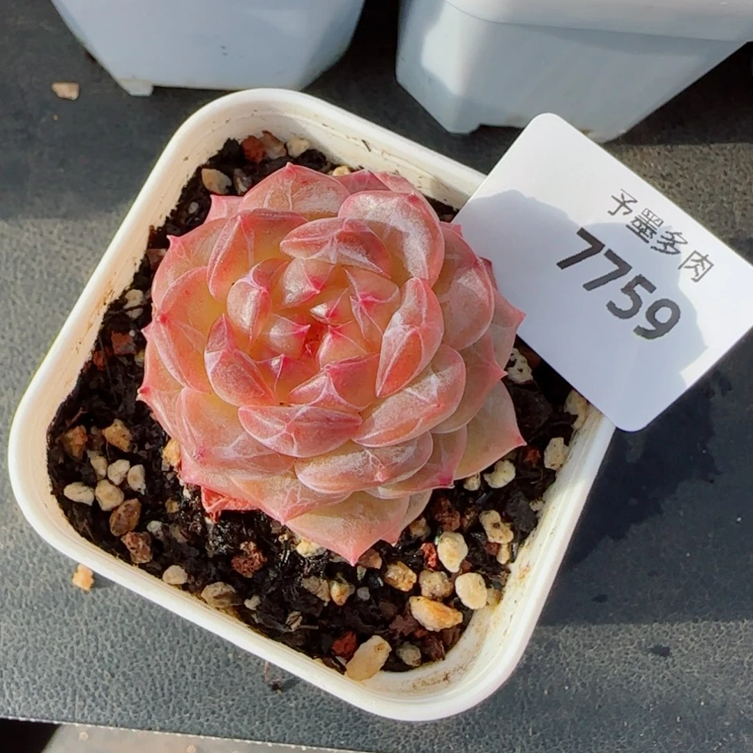 孤福利，7749多肉植物