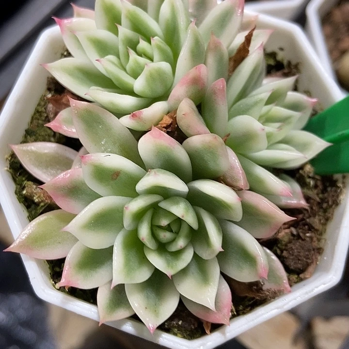 多肉植物蝴蝶飞锦924