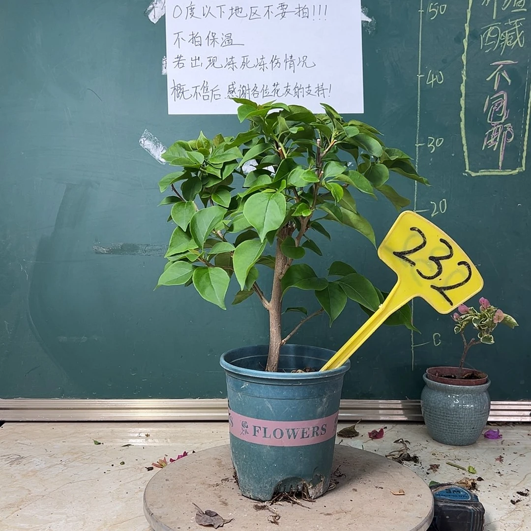 完全开放   金色光辉 232