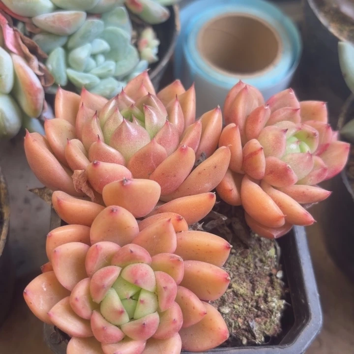双头望月多肉植物盆栽