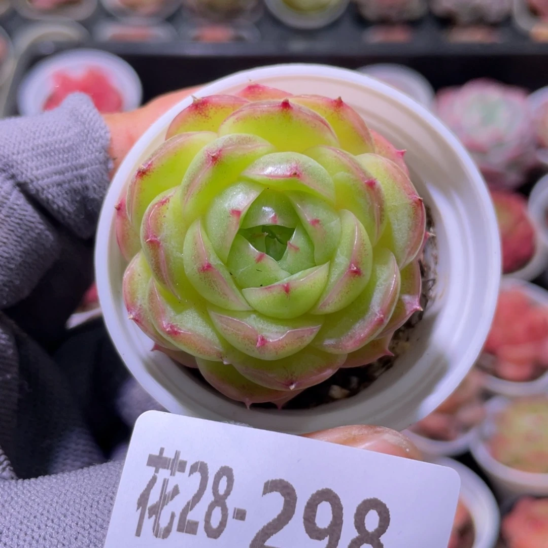 花利美28-198海王