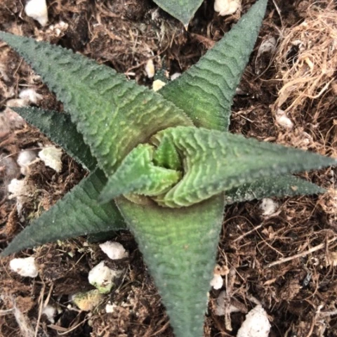 原始黑肌硬叶黑系