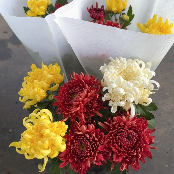 原盆原土｜龙爪菊红白黄