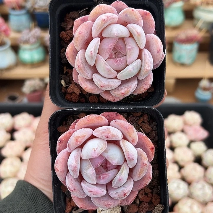 多肉橙子老桩1378号