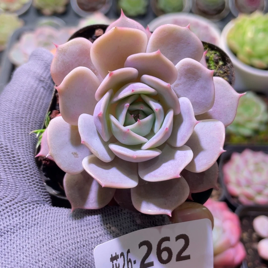 花利美26-262新品