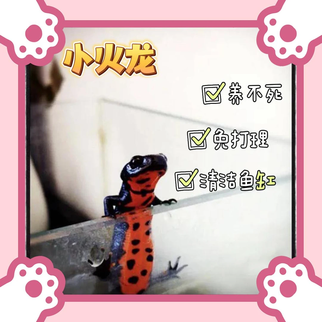 小火龙鱼活体冷水鱼清道夫东方蝾螈观赏鱼小型鱼鱼缸清洁淡水宠物