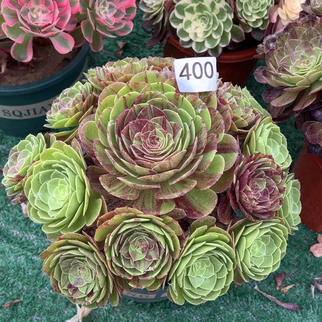 400花月夜法师多肉植物