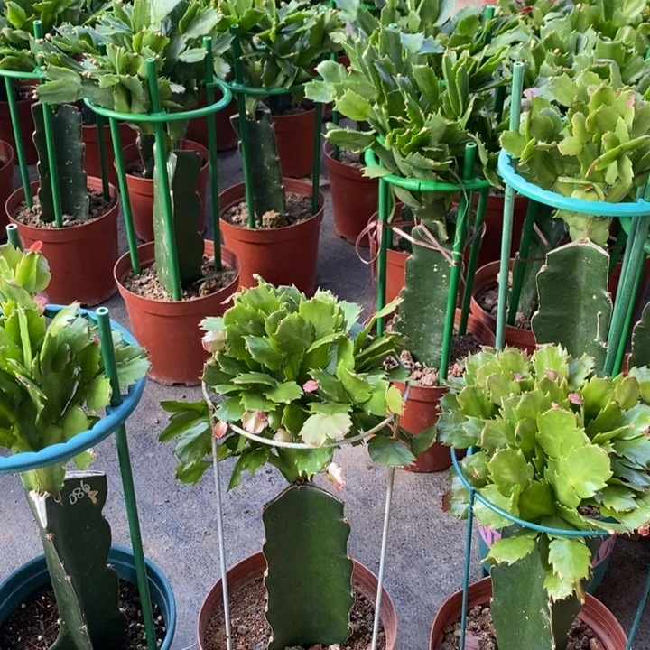 当前无花栽培后可以开花冬*719嫁接086