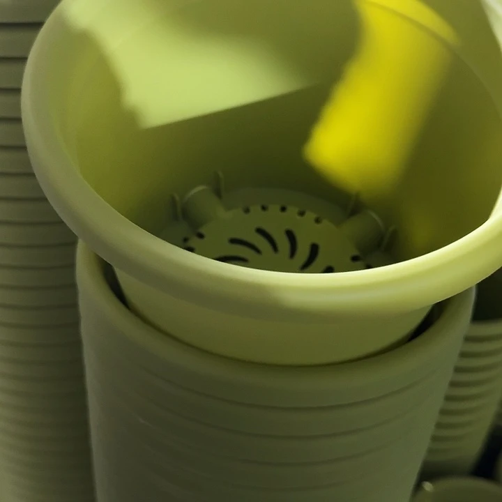 四季3号果绿无托10个特价微瑕