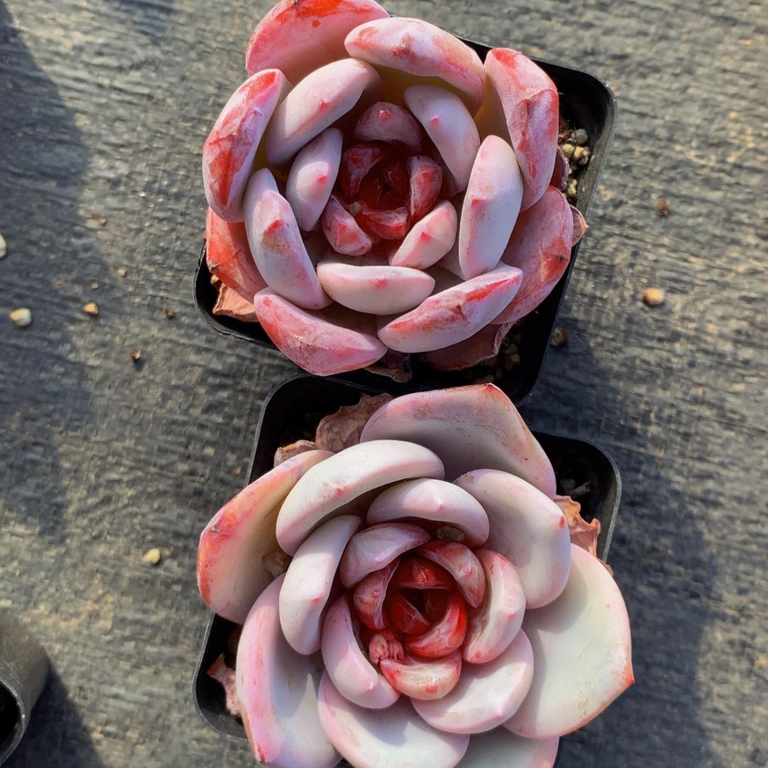 糖心雪天多肉植物2个