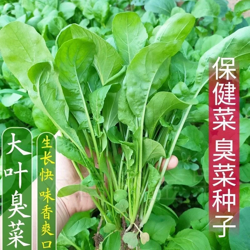 【全场满5包包邮】美味臭菜种子东北芝麻菜籽臭菜籽春秋季阳台菜园