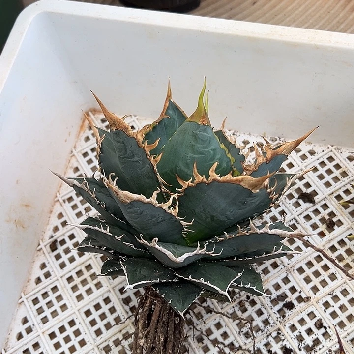 水***色龙舌兰多肉植物多肉