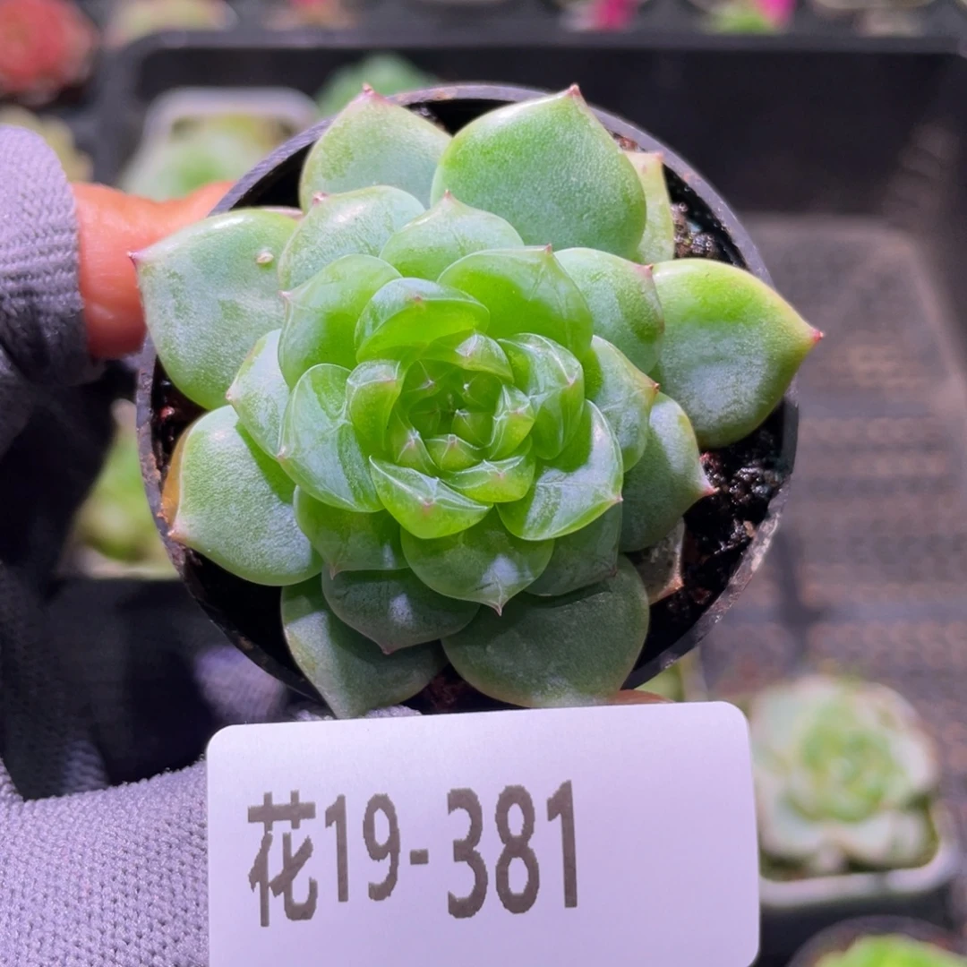 花利美19-381珍妮