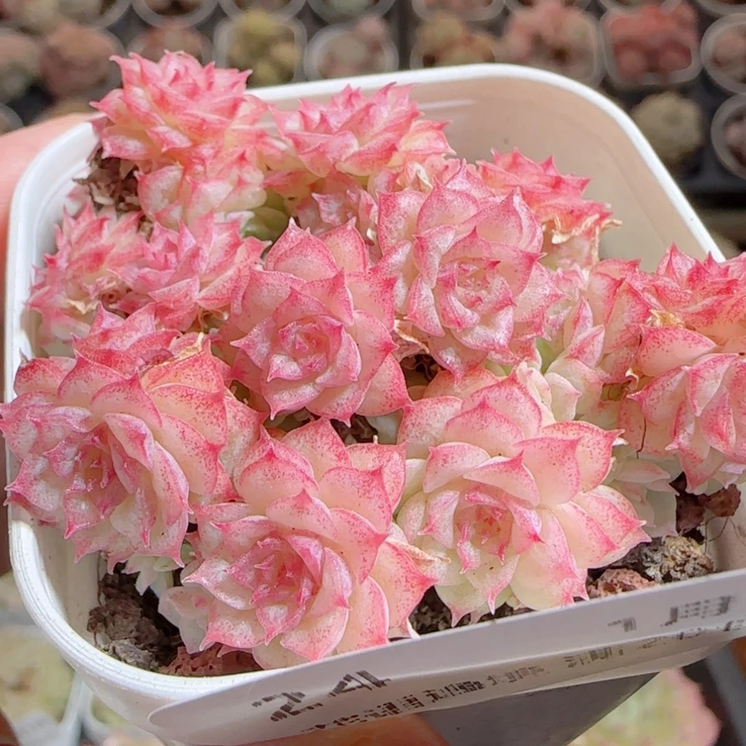 花语多肉0101-24散