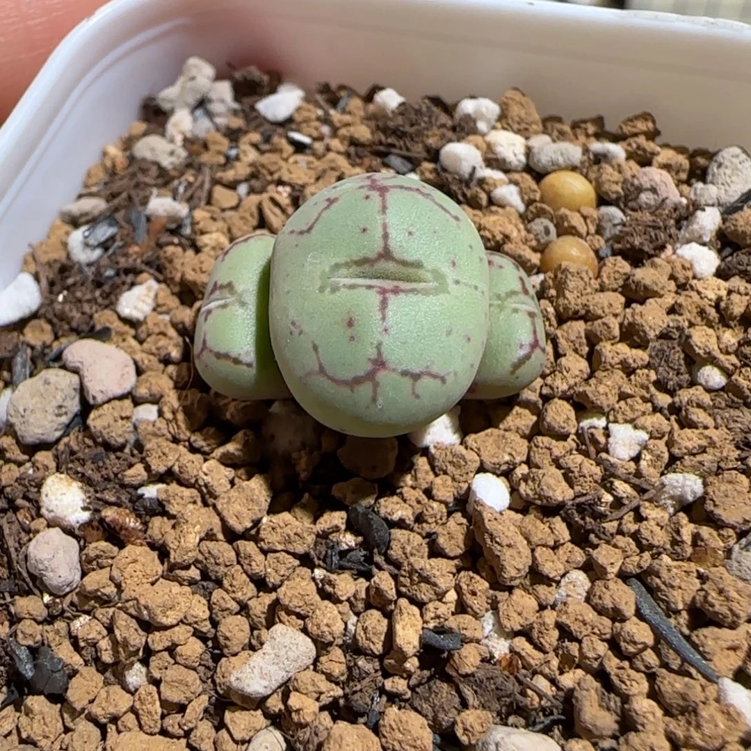 肉锥多肉植物组合-1201