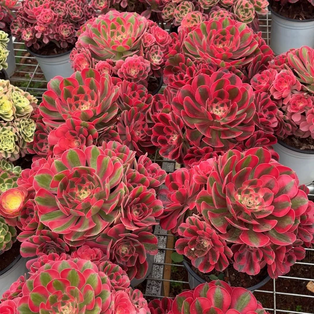 云南水蜜桃好看量拍一个