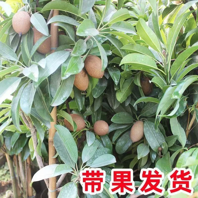 人心果树苗 大果软枝人心果 纯甜无酸 四季结果品种带果原土带叶