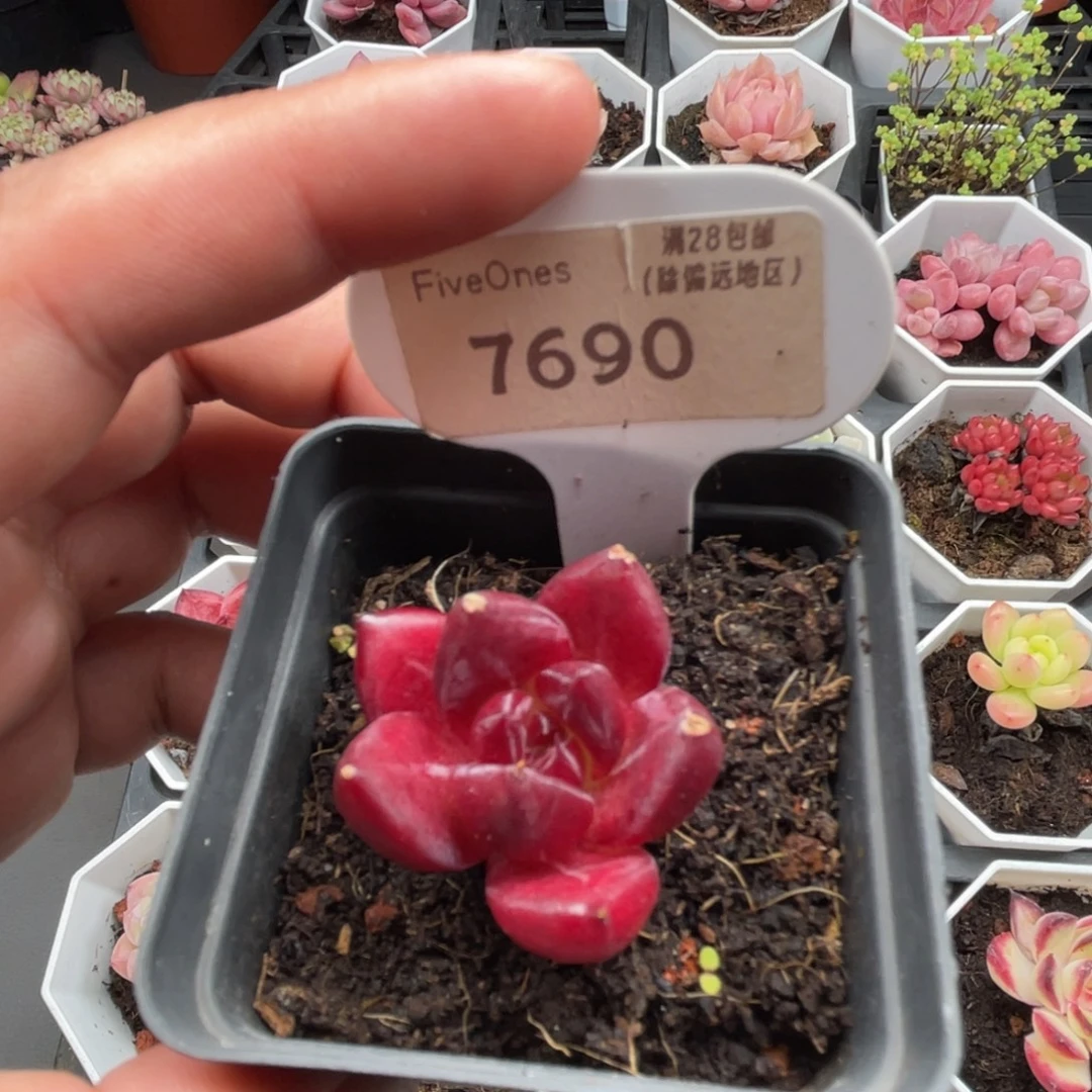 7690罗宾 4.5厘米