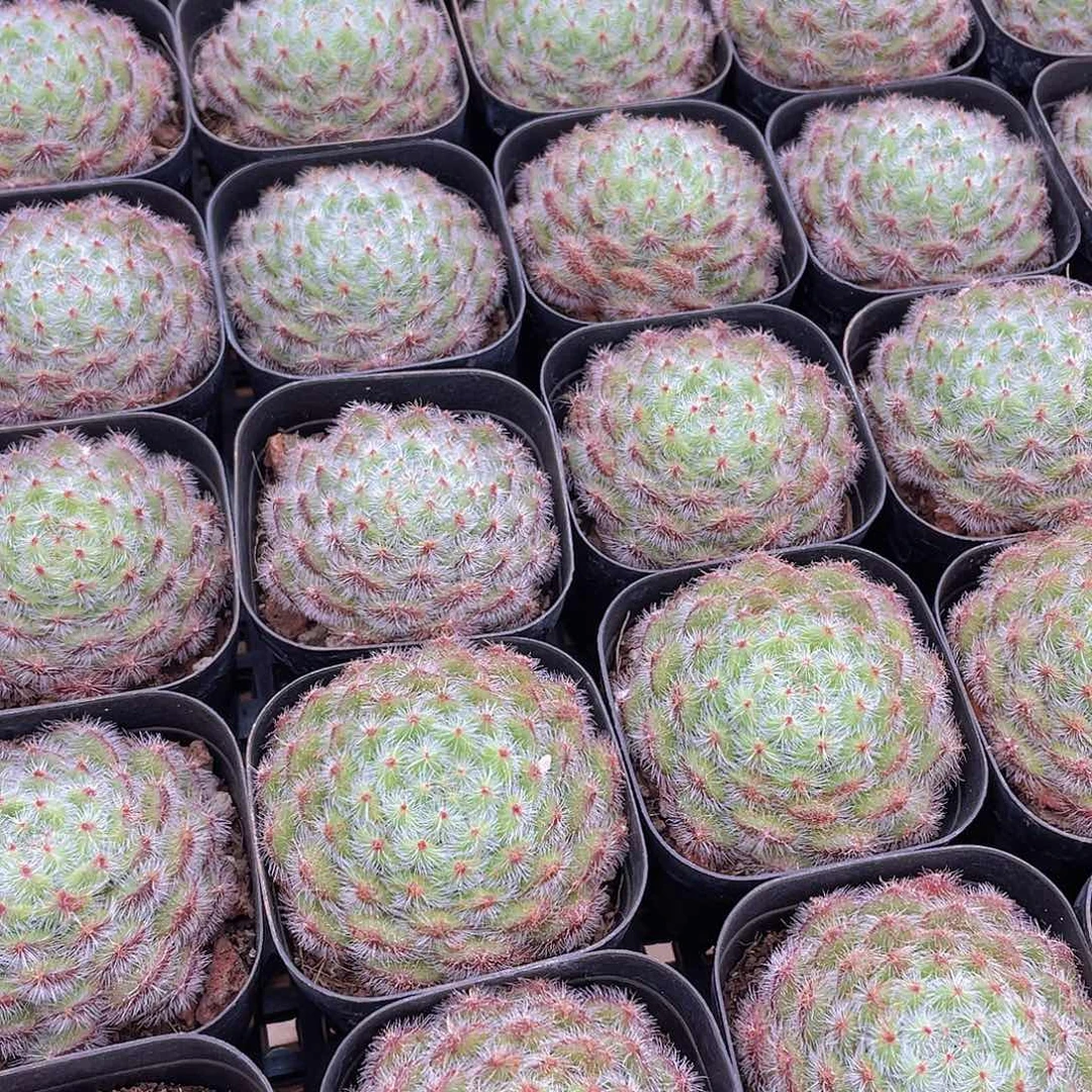 量拍45号 黄晶果单头一个