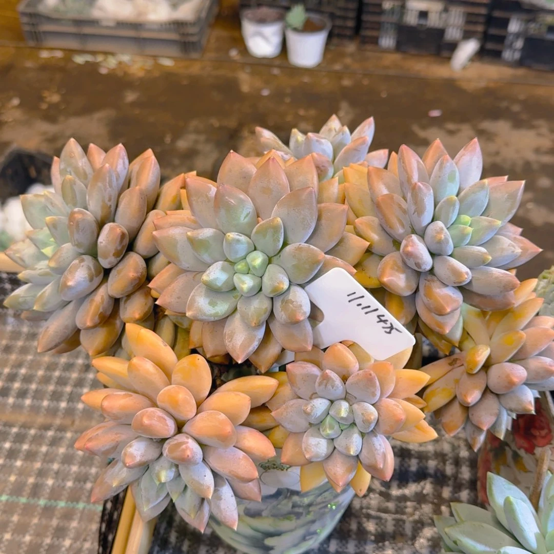 花***落一物一拍超大哥特475