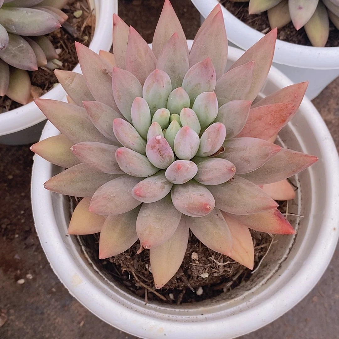 红蜻蜓大单头老桩