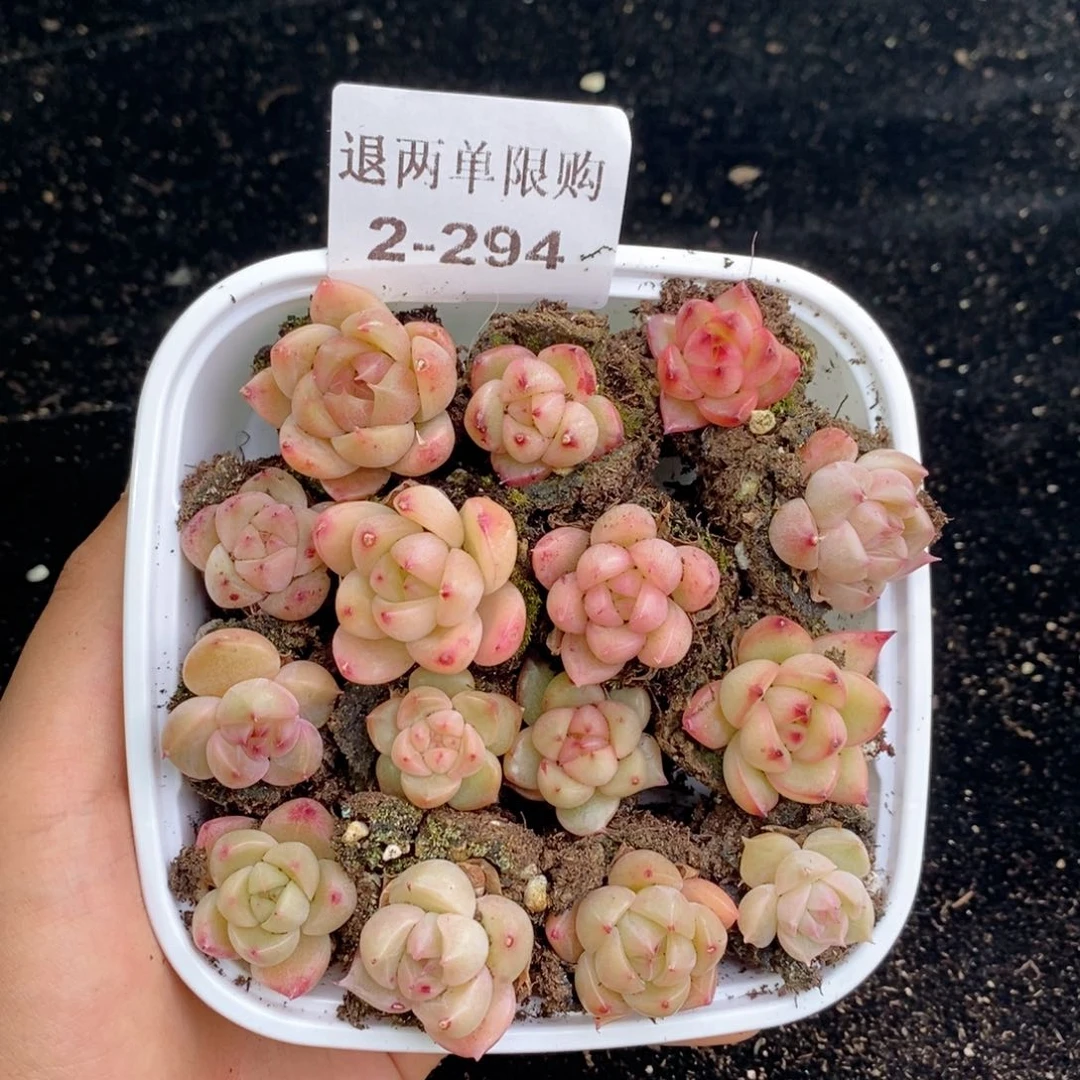 2-294 新疆西藏内蒙不发其他一单包邮两到三公分多肉