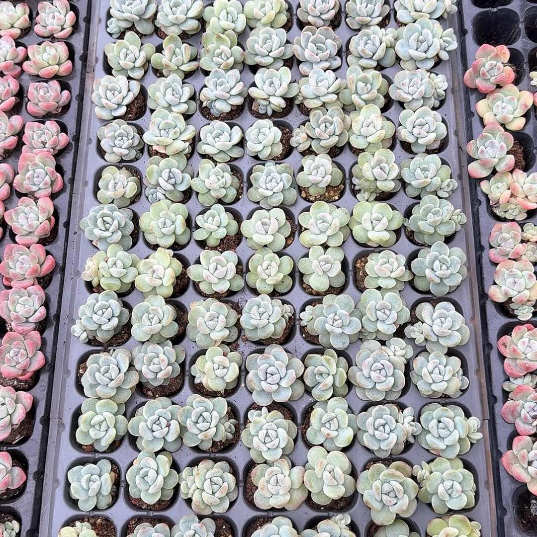 月亮一物一拍专拍