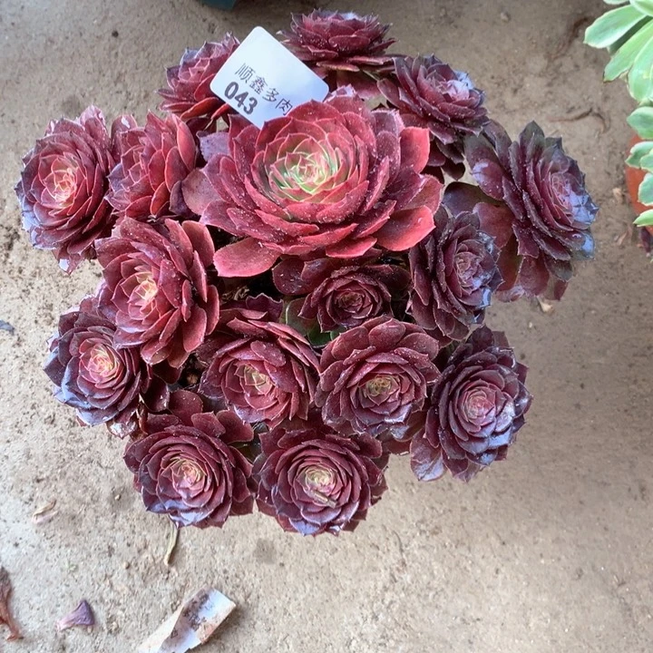 043红魔多肉植物
