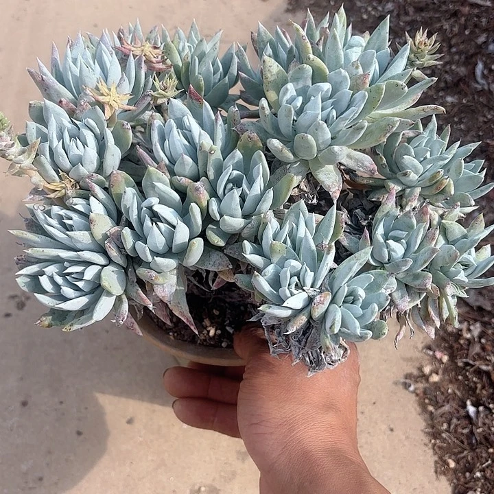 仙女杯多肉植物提取