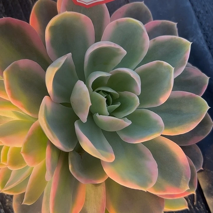 粉色维拉锦好看啊8
