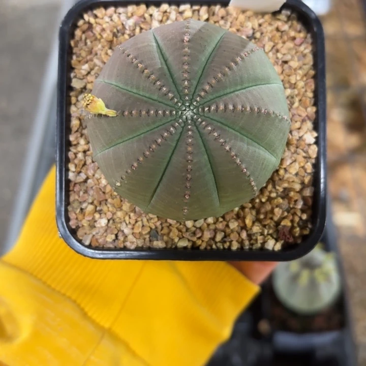 布纹球大戟FC-8100