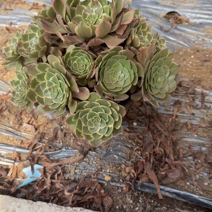 719粉花妖。多肉植物