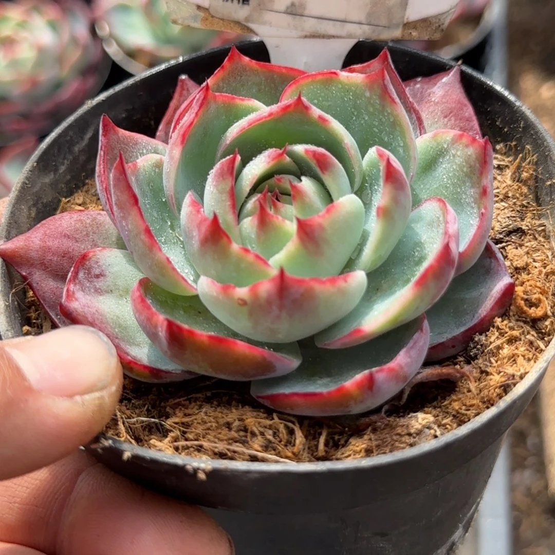 惊鸿一物一拍包装收缩花旱720