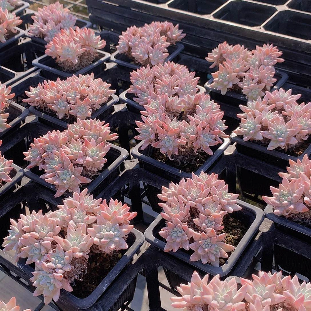 白菊2盆458747747787888