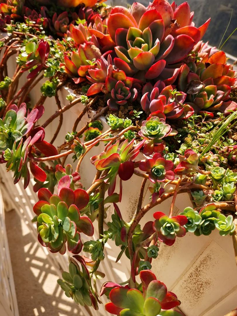 精品多肉植物圆叶薄化妆庭院美观净化空气