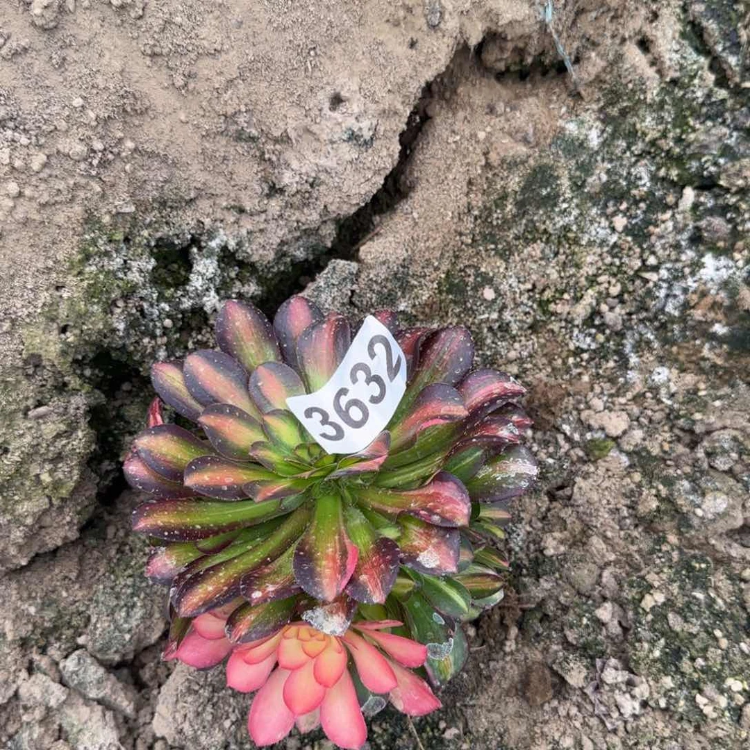 3632---5多头多肉植物