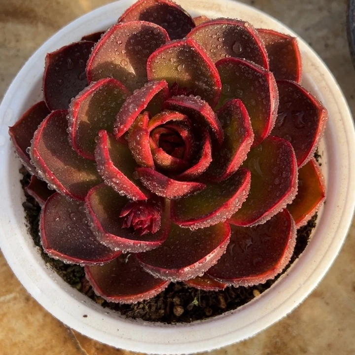 红灯 单头 多肉植物