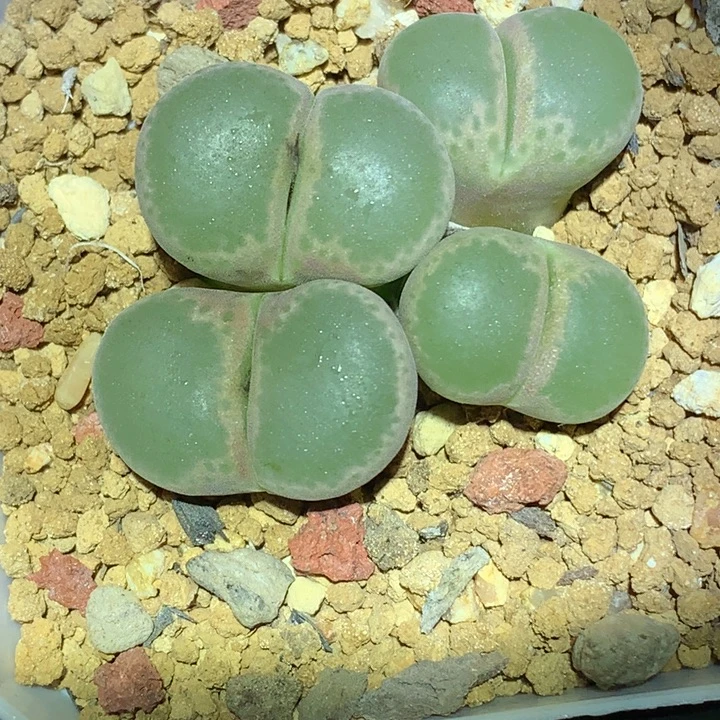 精品多肉植物精品多肉