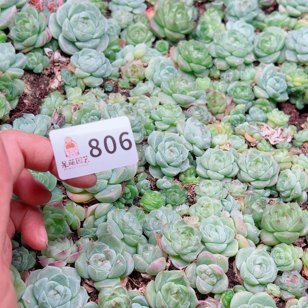 芽***呀多肉植物多肉植物