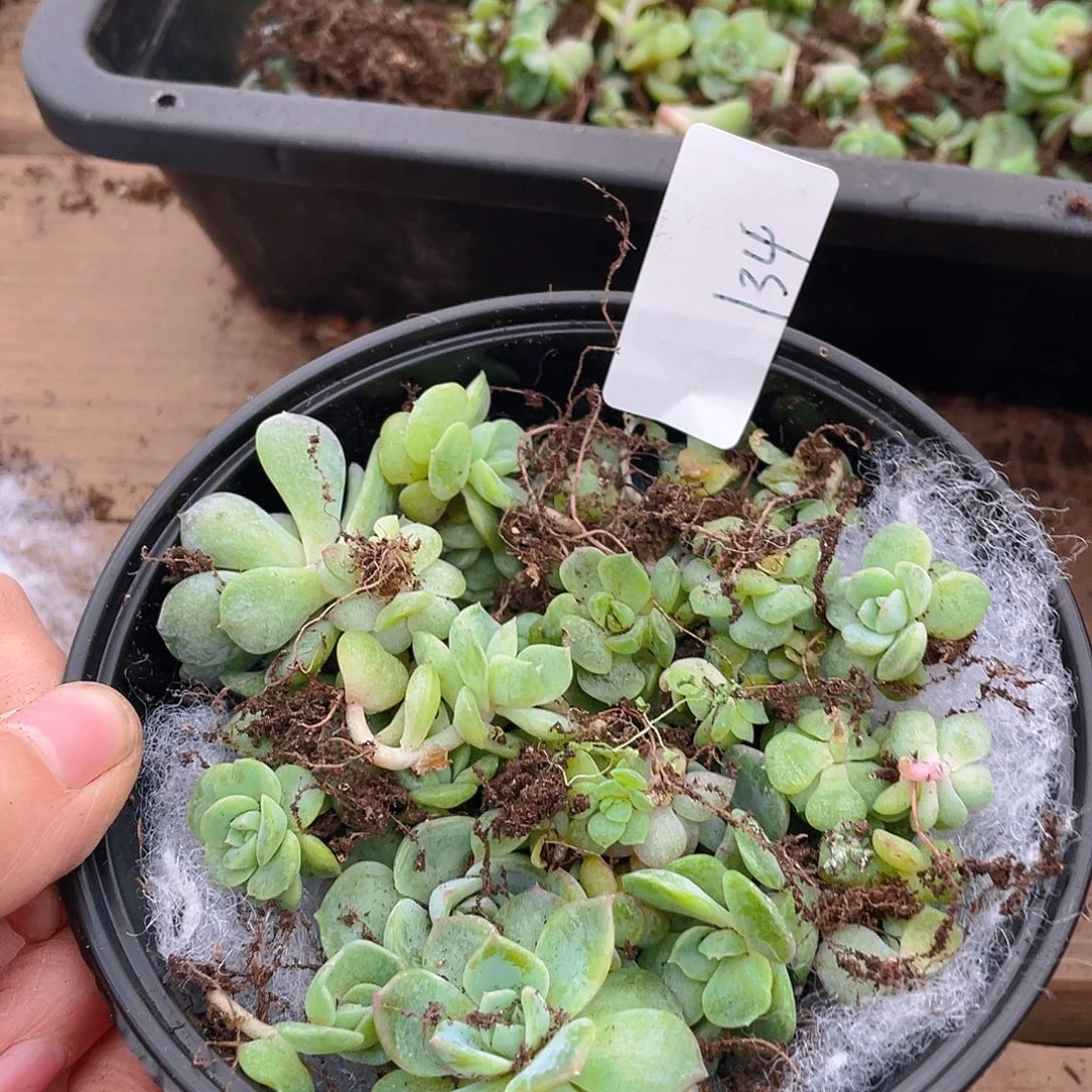 多肉植物多肉植物134