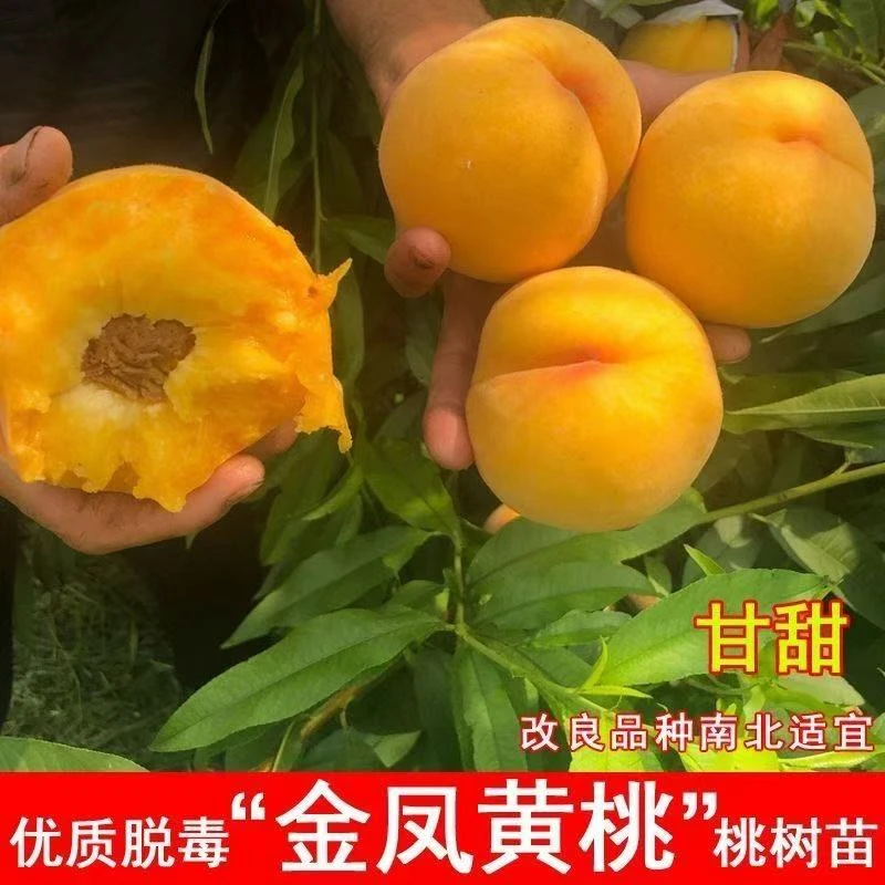 嫁接桃树苗黄金蜜水蜜桃苗地栽黄桃树苖冬桃苗南北方种植盆栽果树