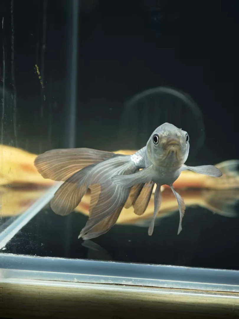 【精品丹凤6-8公分】观赏鱼淡水活鱼金鱼冷水鱼