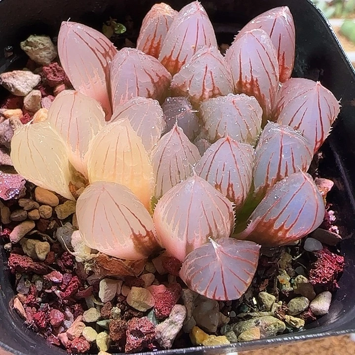 开播福利活动。  646