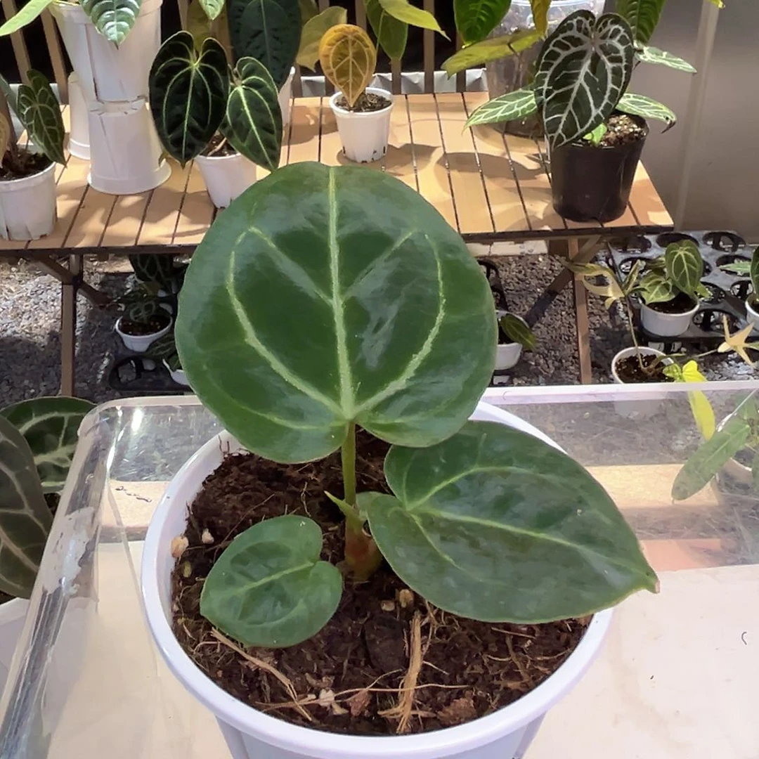 无花朵籽播KOS水晶花烛