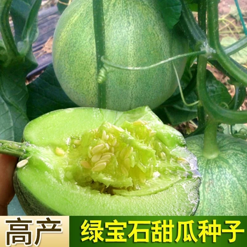 【今年新种】绿宝石甜瓜种子甜薄皮甜瓜种子香瓜种籽春季四季水果