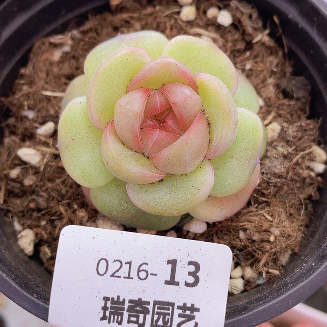 000000000000013量拍