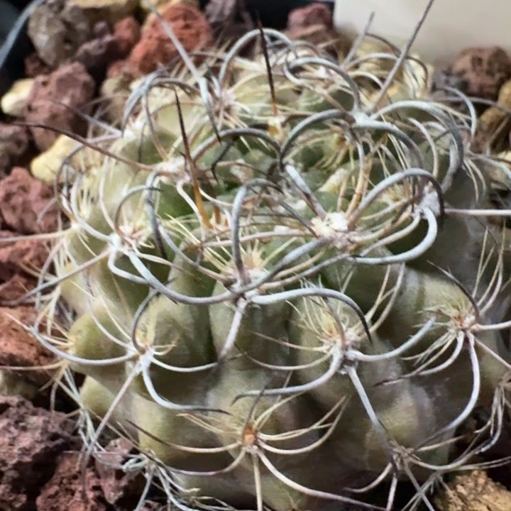 暗黑玉实生仙人球