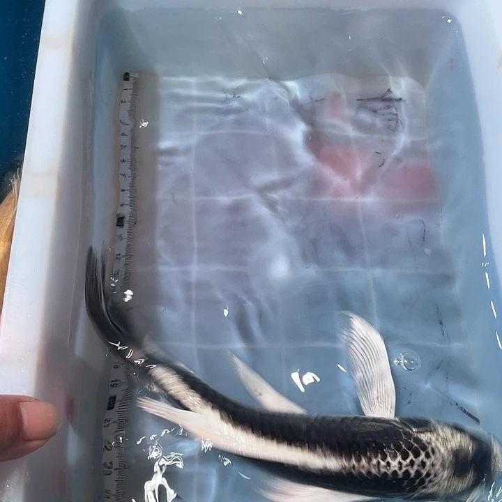 蝴蝶鲤鱼渔场直发83