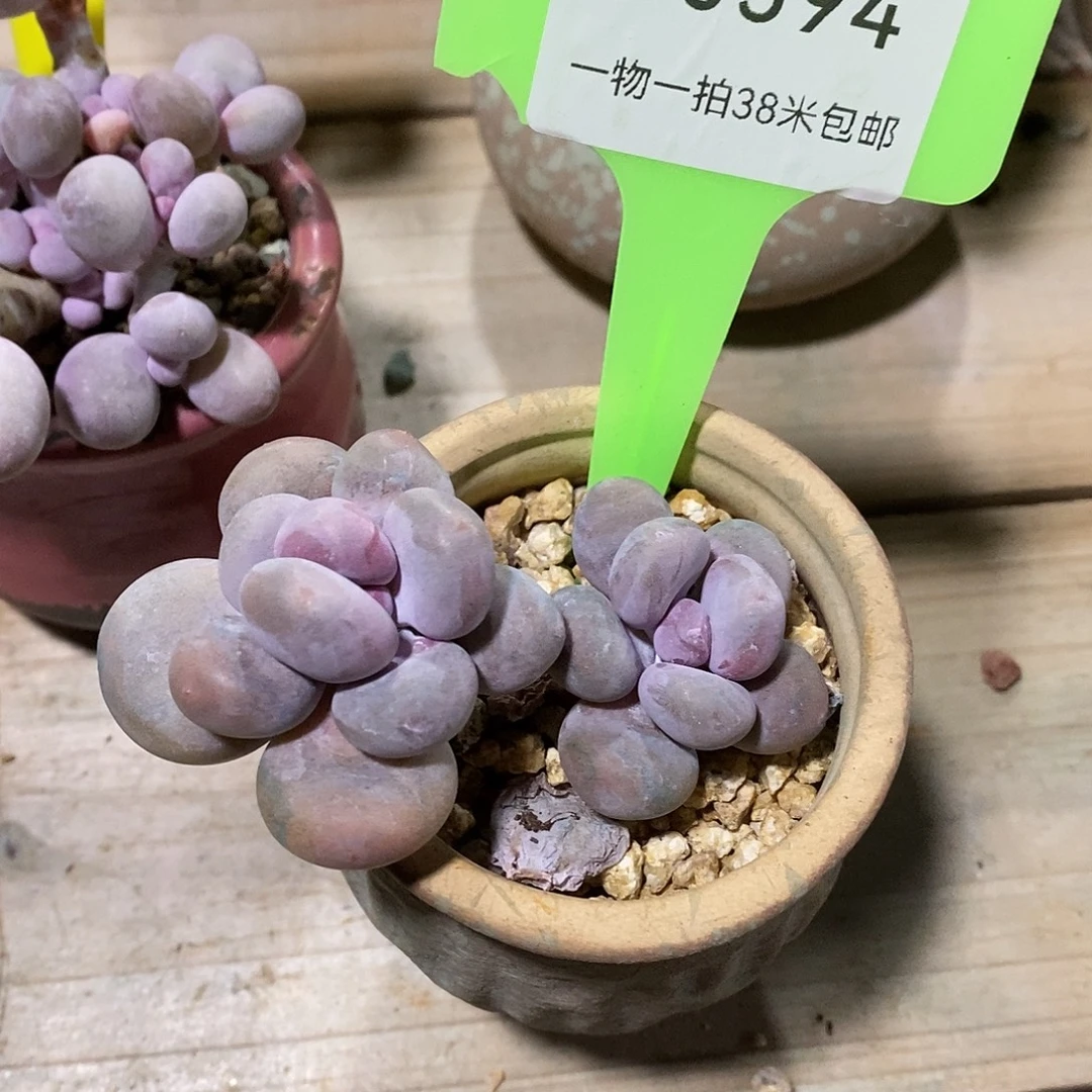 00594璐璐咯组咯哦哦咯